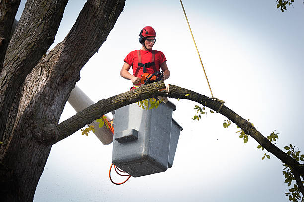 Best Local Tree Services  in Myrtle Point, OR